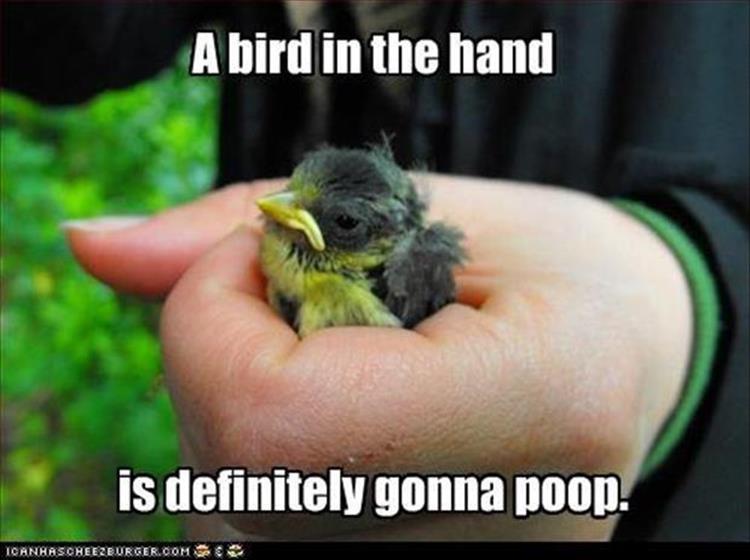 the bird in a hand