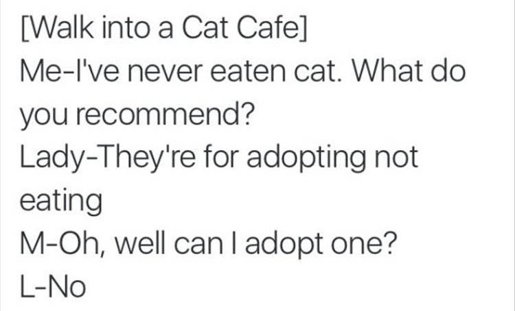 the cat cafe