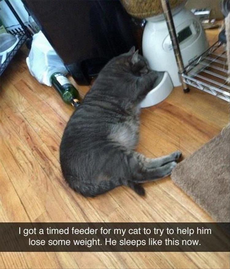 the cat feeder