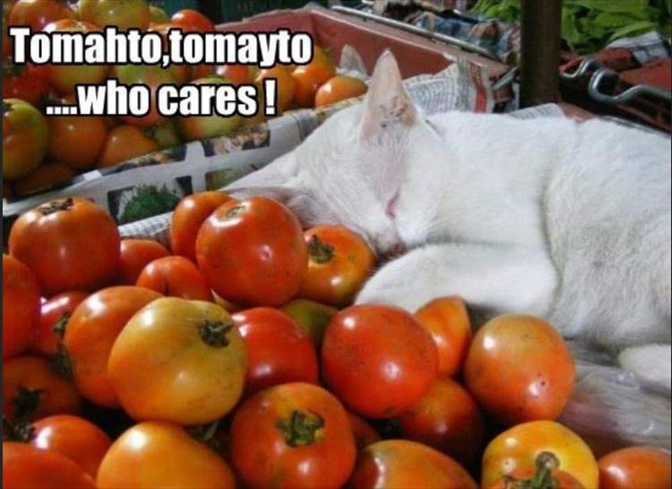 the cat is sleeping on the tomatoes