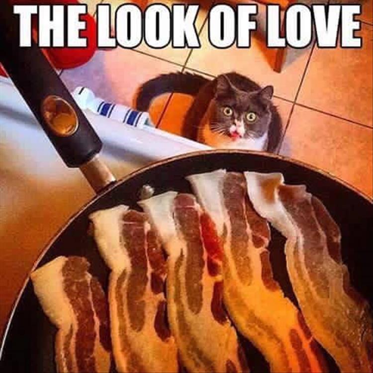 the cat loves bacon