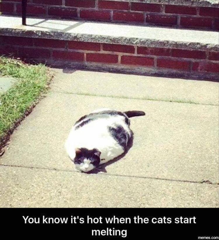 the cats are melting