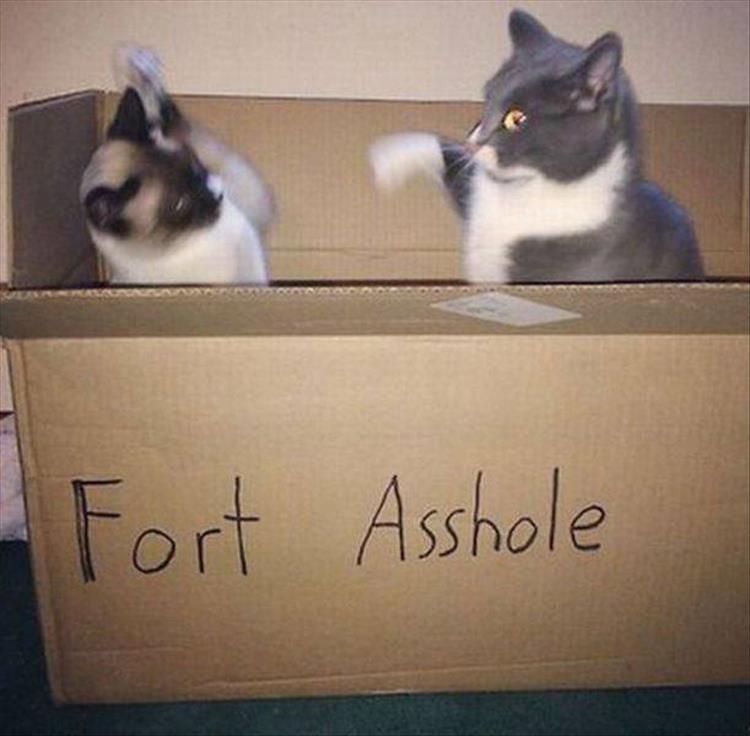 the cats in a box