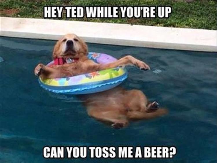 the dog wants a beer