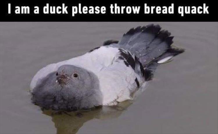 the duck loves bread