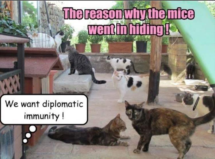 the reason the mice are hiding