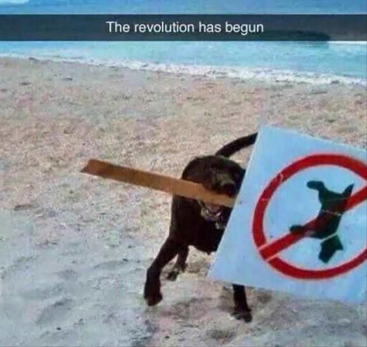 the revolution has begon