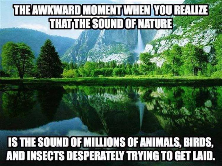 the sound of nature