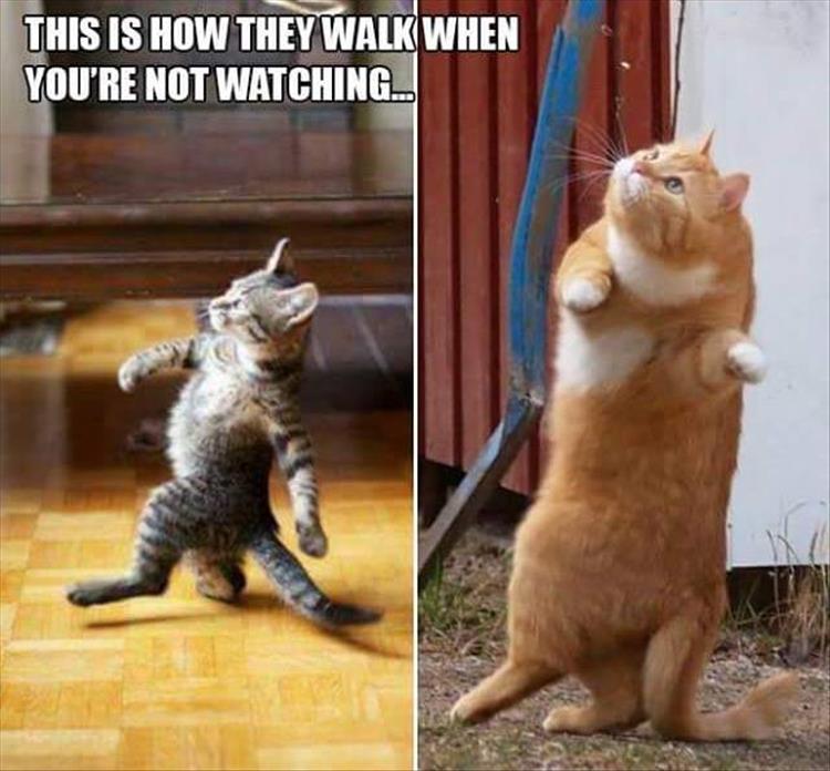 this is how cats walk