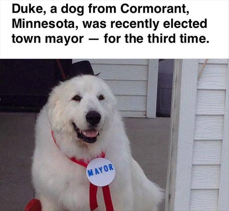 town mayor