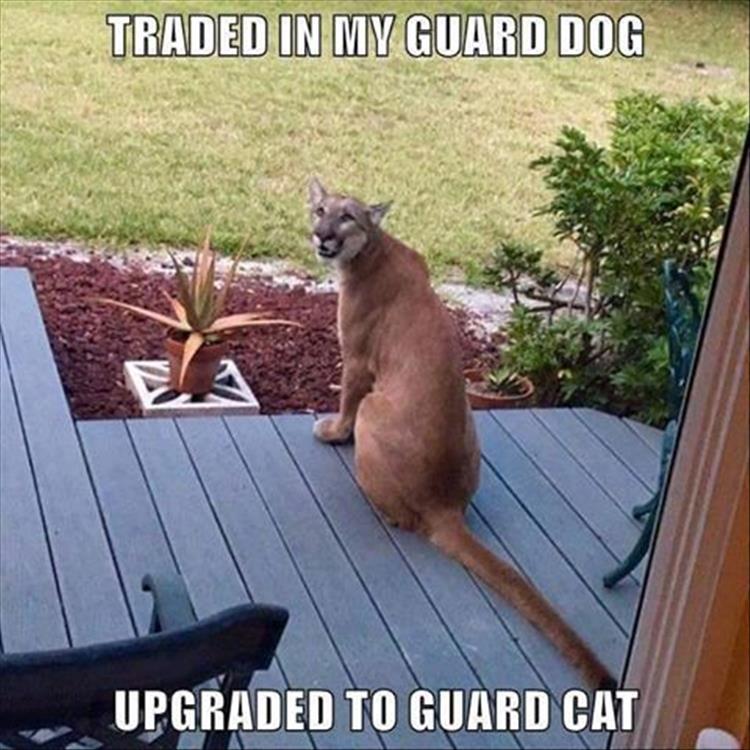 traded in the gaurd dog