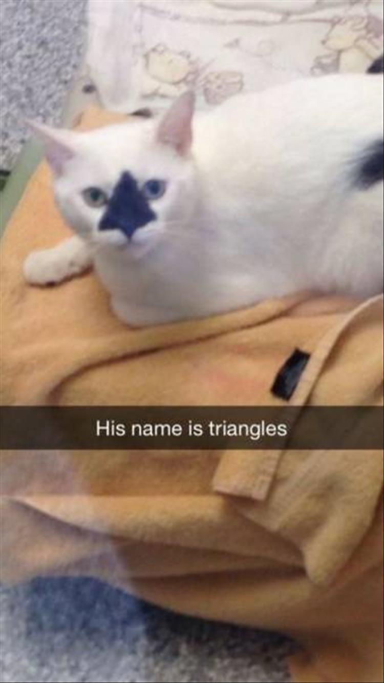 triangles the cat