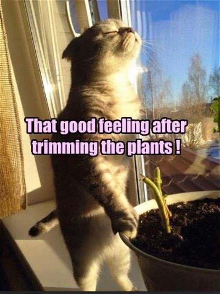 trimming the plants