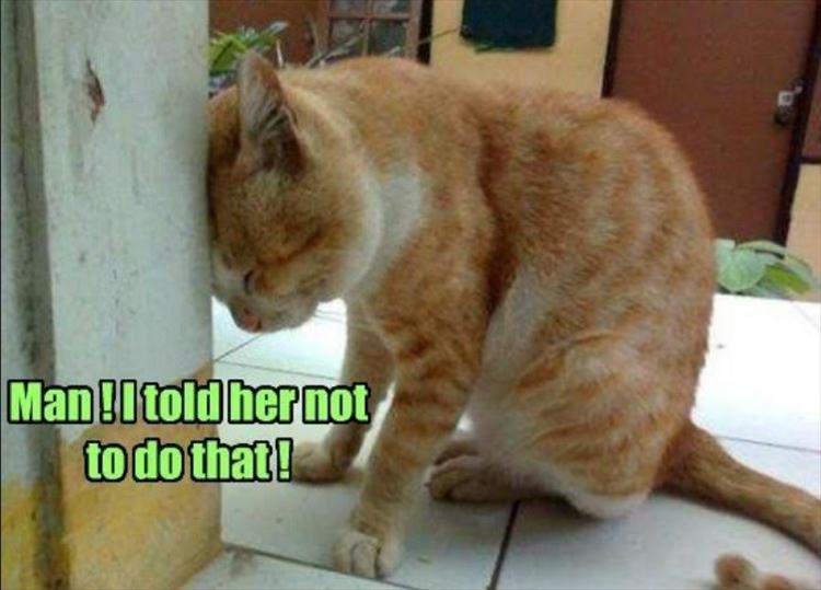 troubled cat