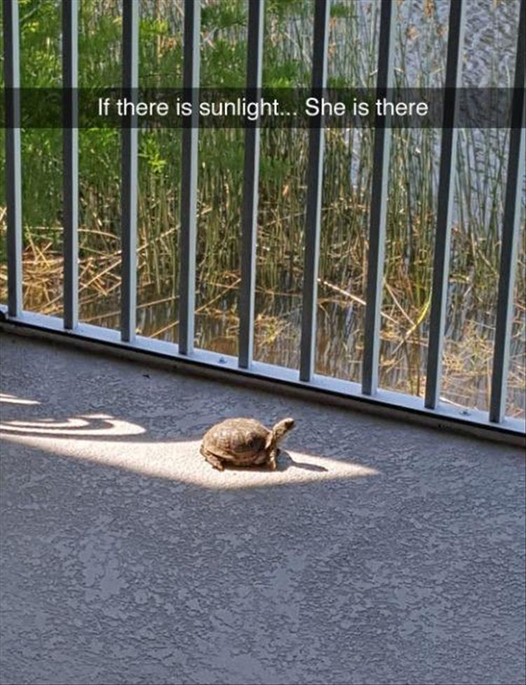 turtles love sunlight