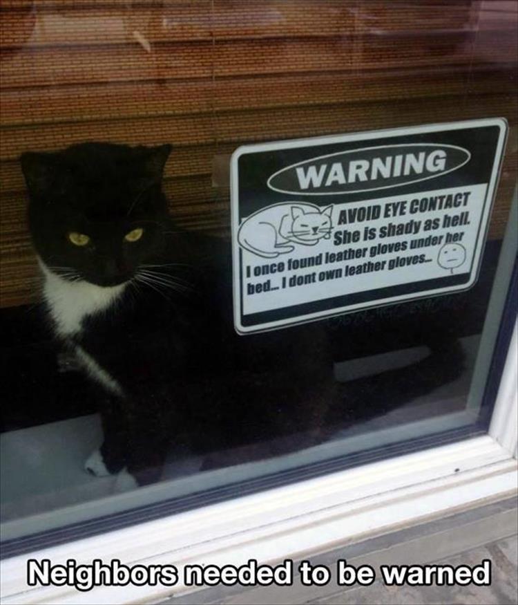 warning-cat.jpg