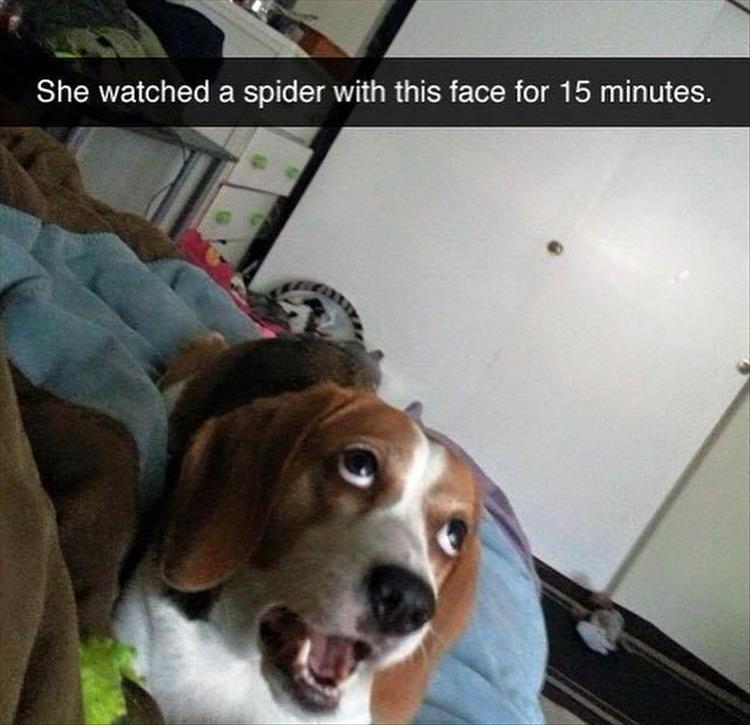 watching a spider