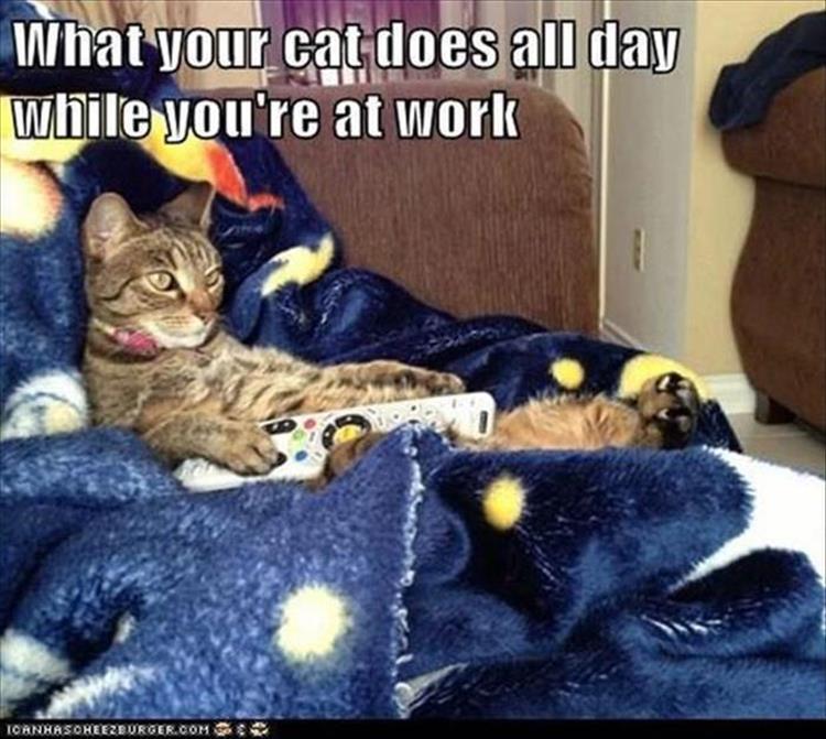 what the cat does all day