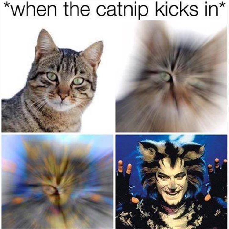 when the catnip kicks in