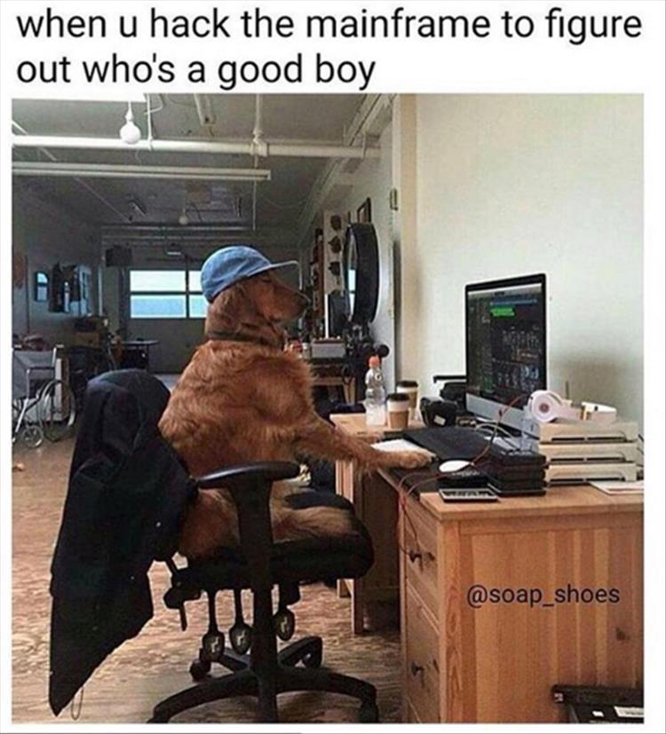 who's a good boy