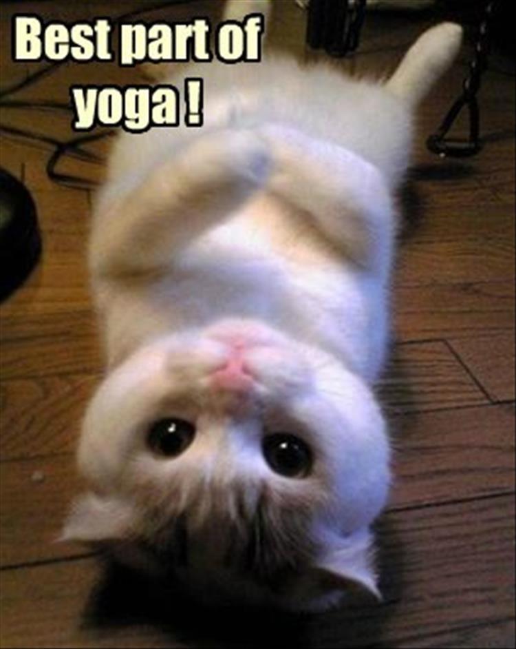 yoga cat