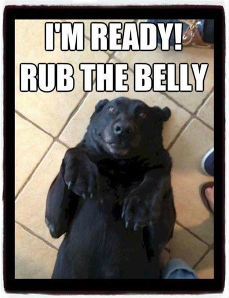 you should rub my belly