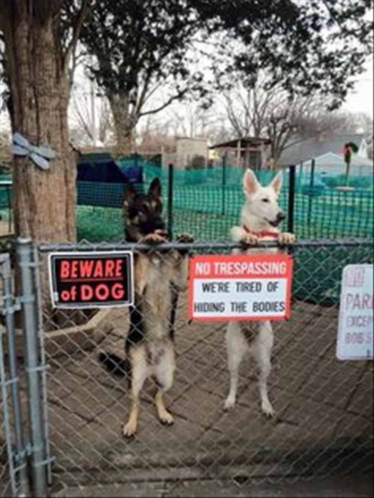 beware-of-dog-signs-you-can-probably-just-ignore-15-pics