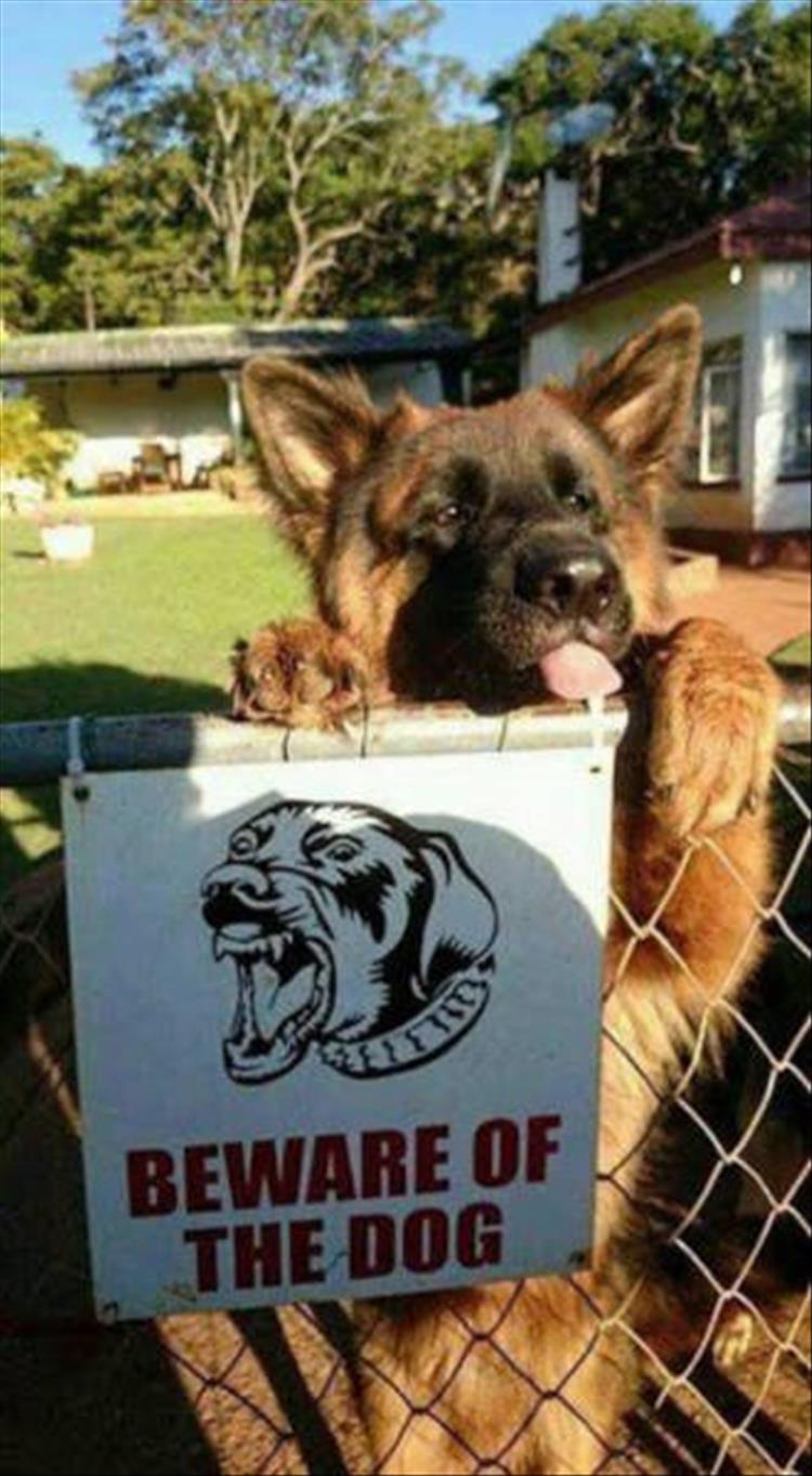 beware of dogs (3)