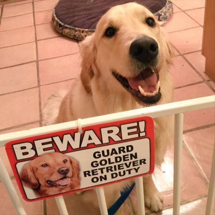 beware of dogs (9)