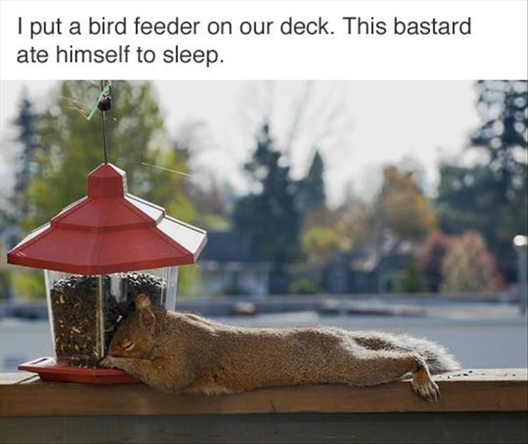 bird-feeder