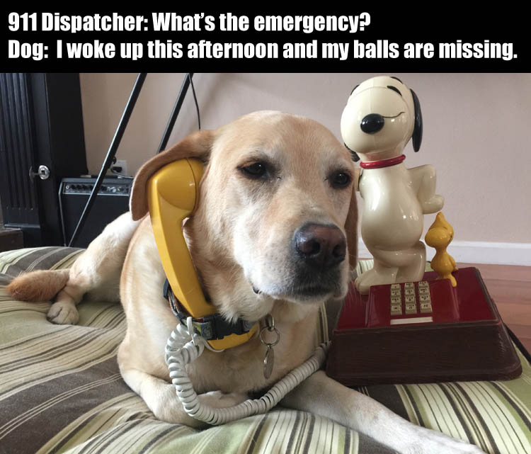 c-funny-dog-on-phone