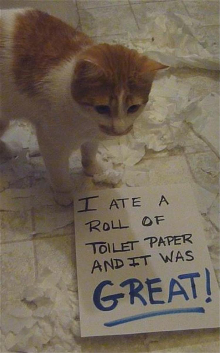 cat-shaming