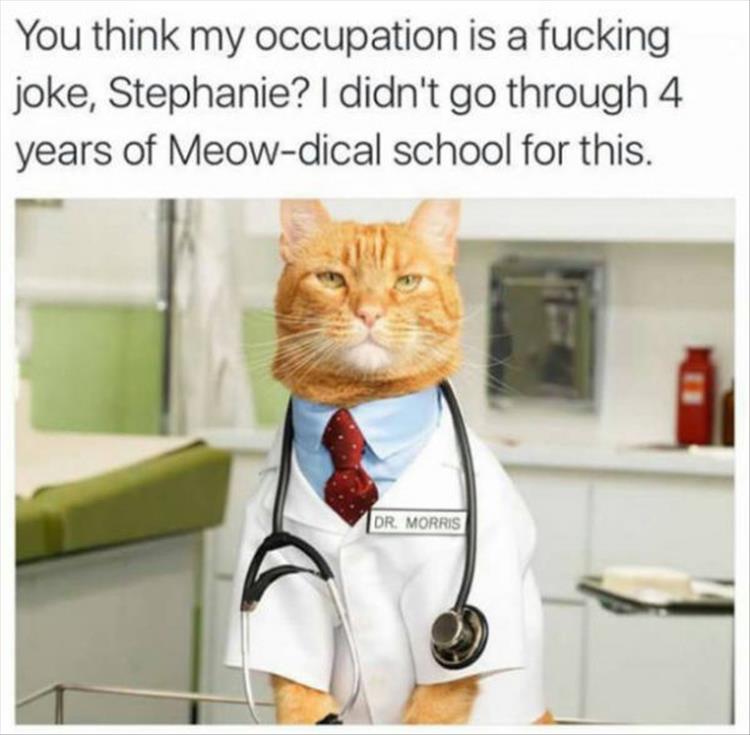 doctor-cat