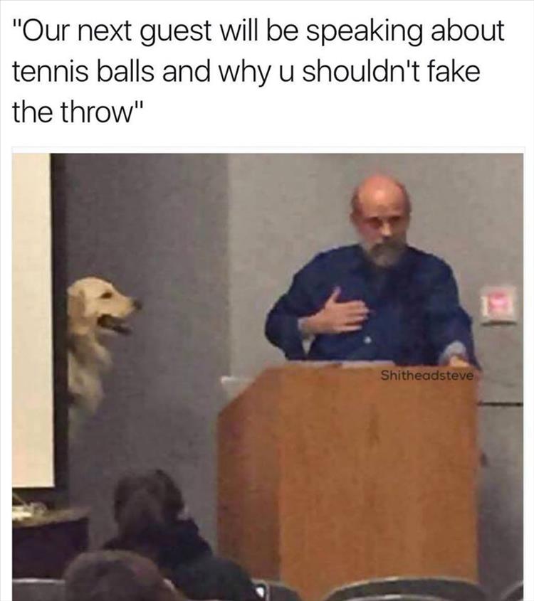 dog-and-tennis-balls