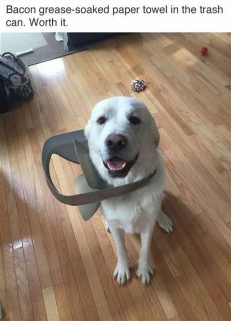 dog-in-trash-can