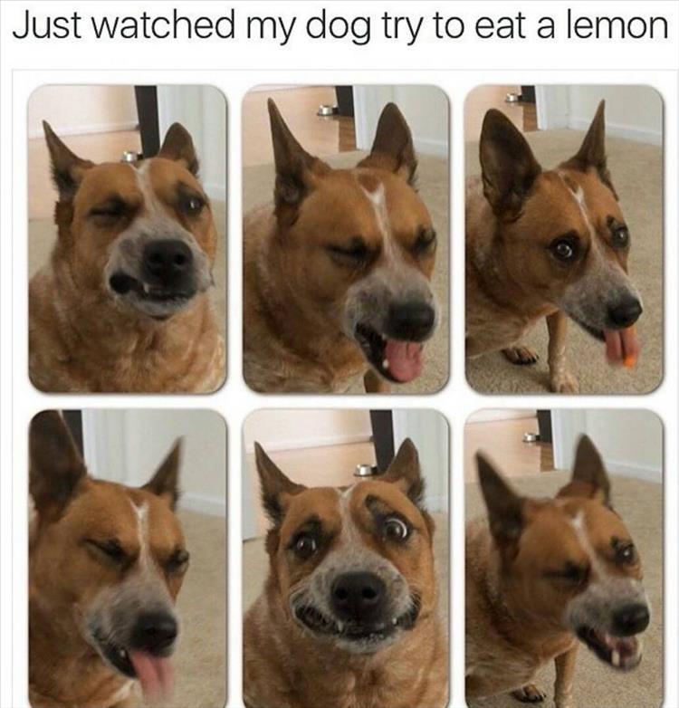 dog trying to eat a lemon