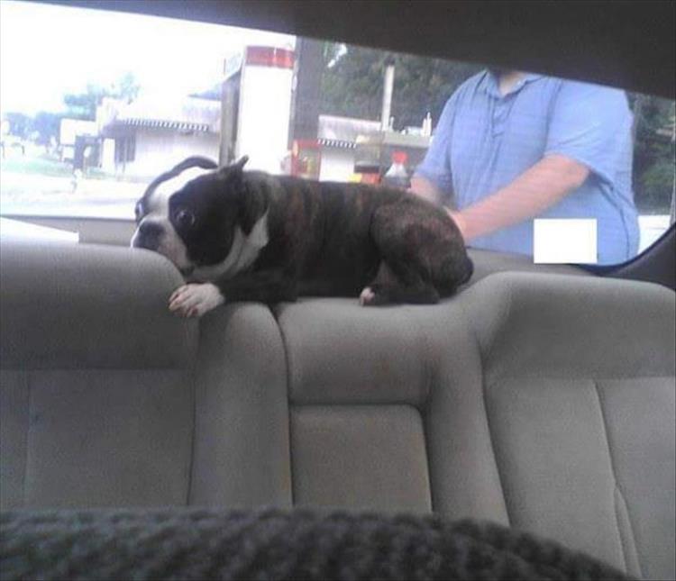 dogs-going-to-the-vet-4