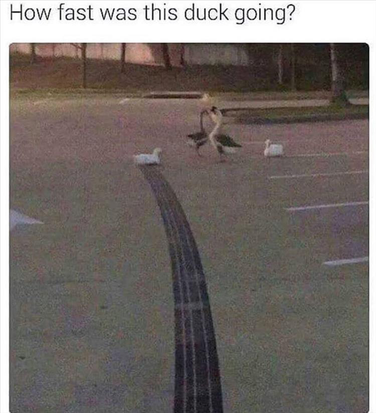 fast-duck