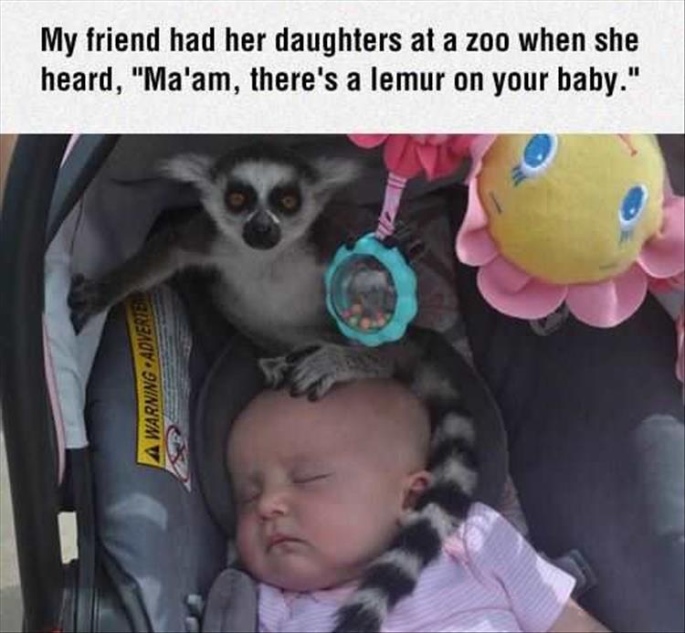 funny-animal-on-baby