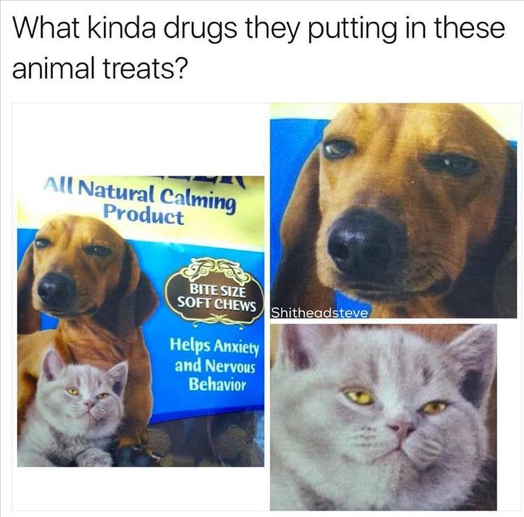 funny-animal-treats