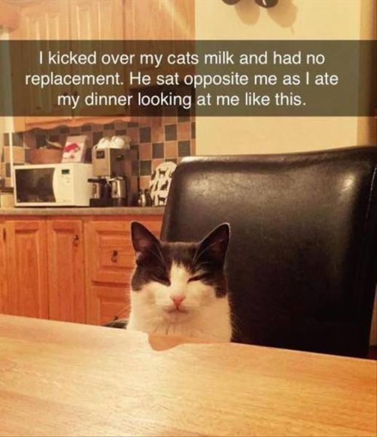 funny-animals-26