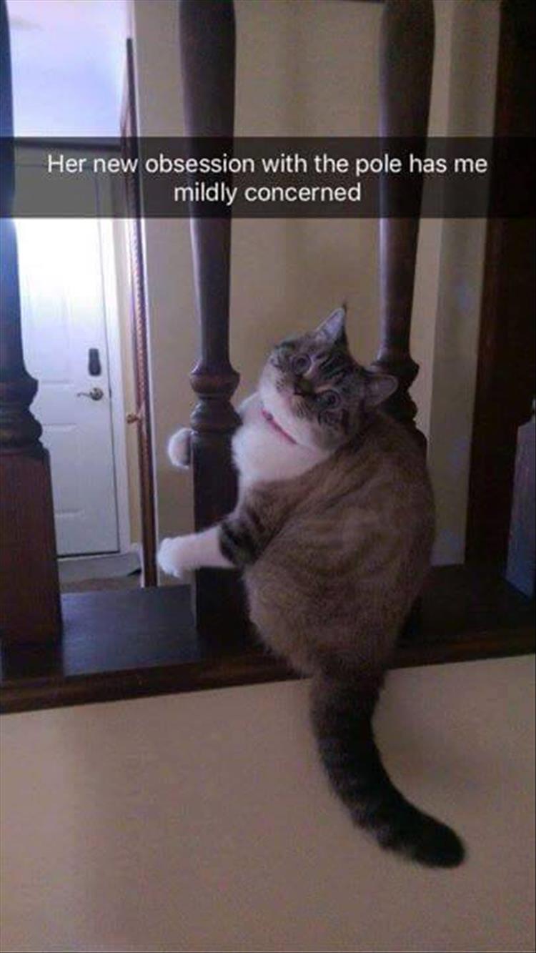 funny-cat-on-pole