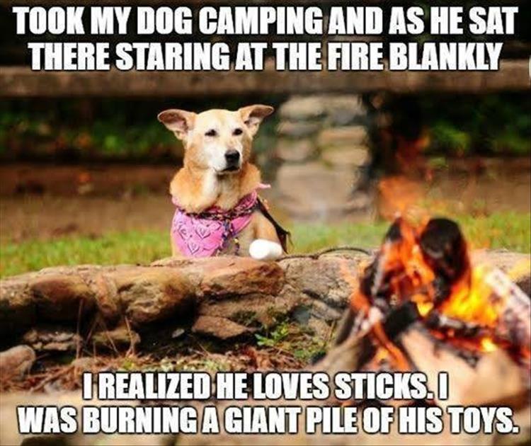 funny-dog-camping