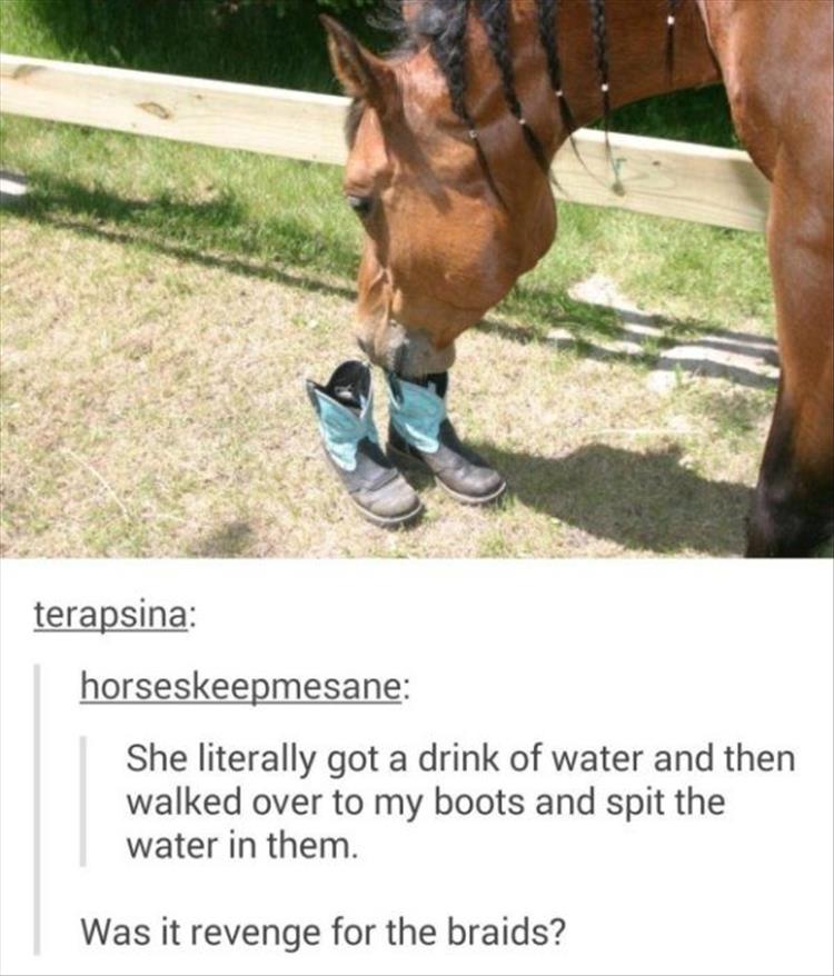 funny-horse