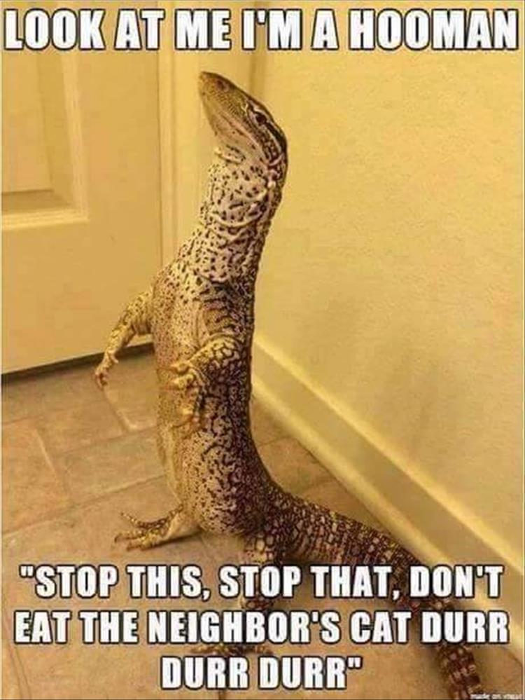 funny lizard