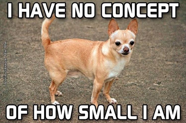 funny small dog