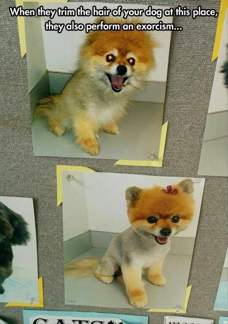 hair-cut-for-dog