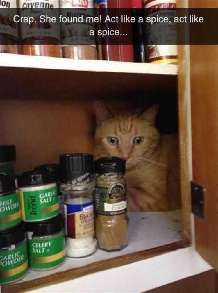 hiding-cat