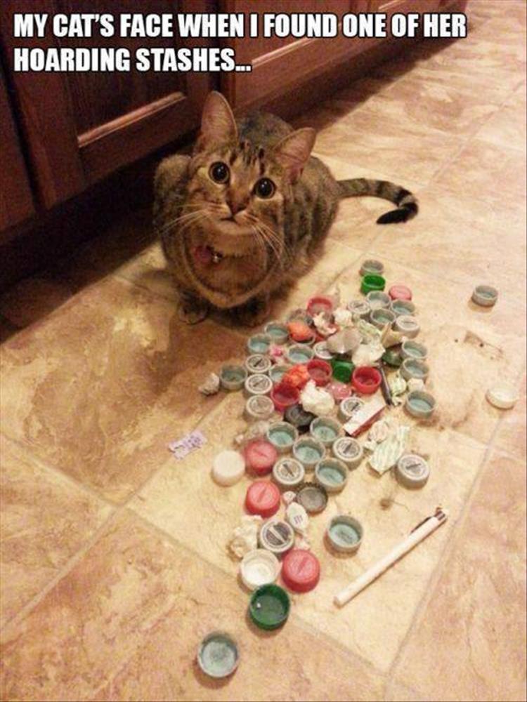 hoarding-cat