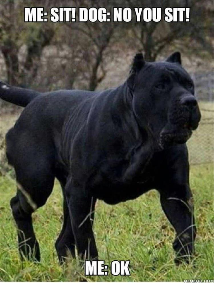 huge-dog